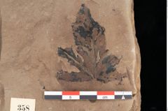Foto (Detailansicht) von Phragmites oeningensis Braun (NHMW-GEO-2024-0188-0358)